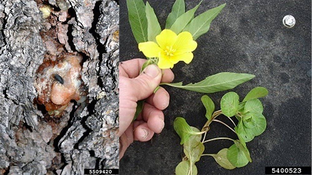 new invasive species.jpg