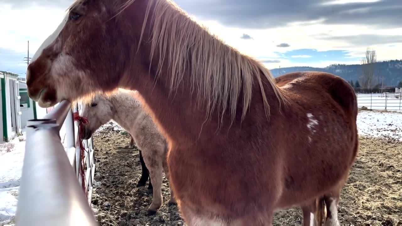 Hay needed for rescued horses in Flathead County