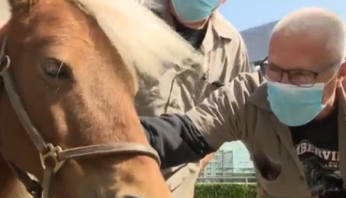 Mini horses visit health care heroes at NY hospital