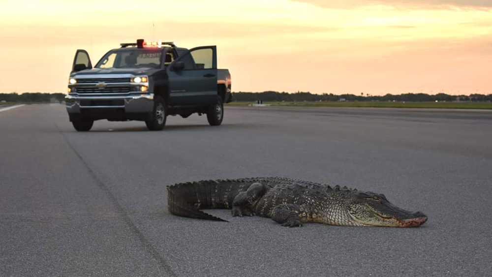 wptv-alligator-macdill.jpg