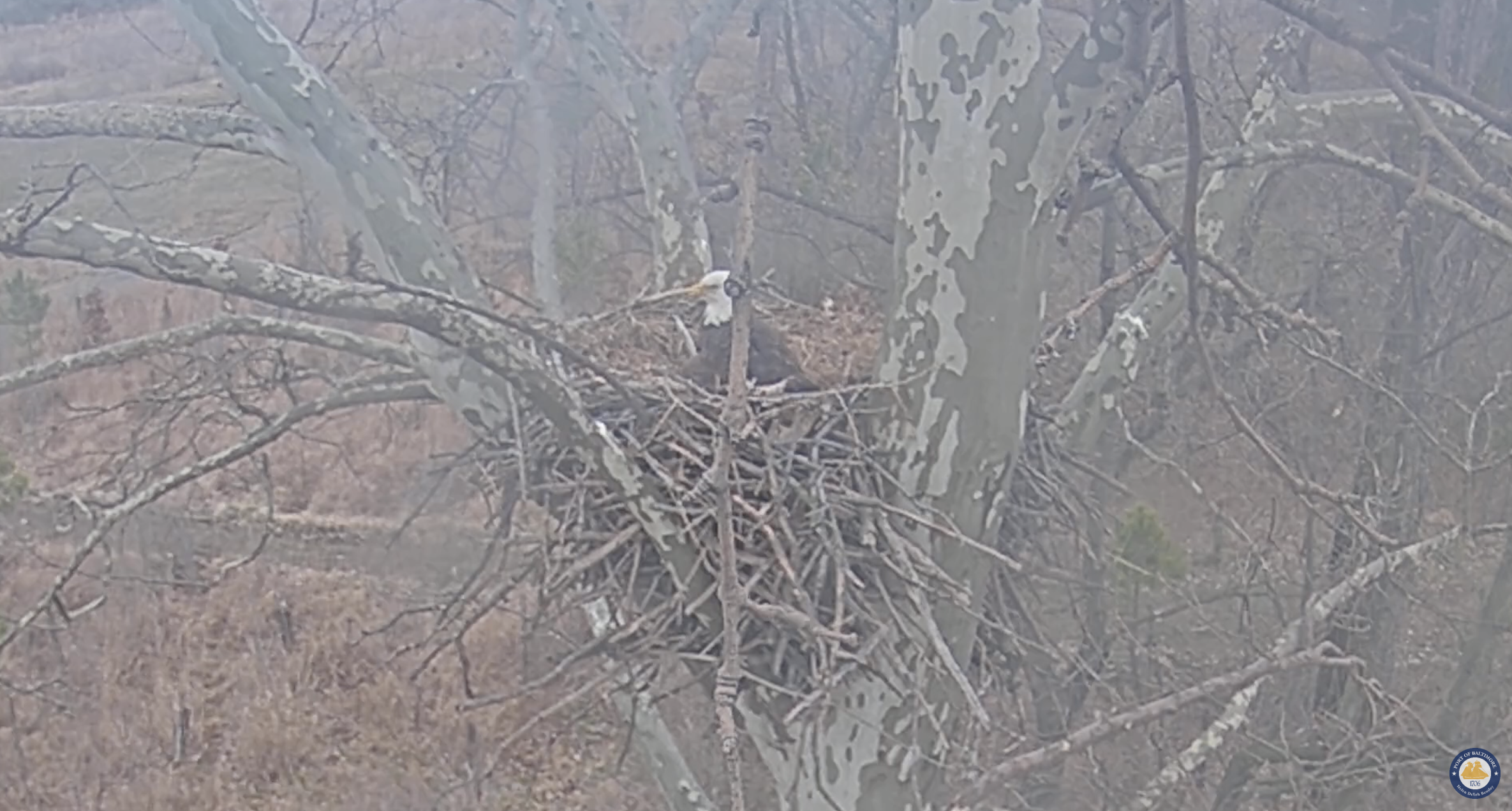 Eagles hatch at Mason Cove