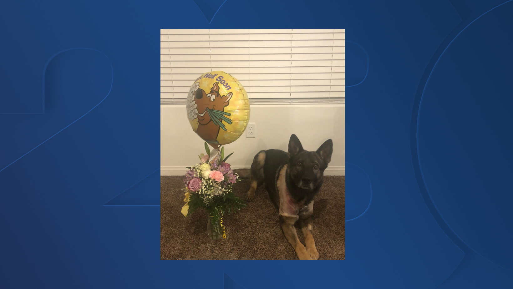 K9 recovered