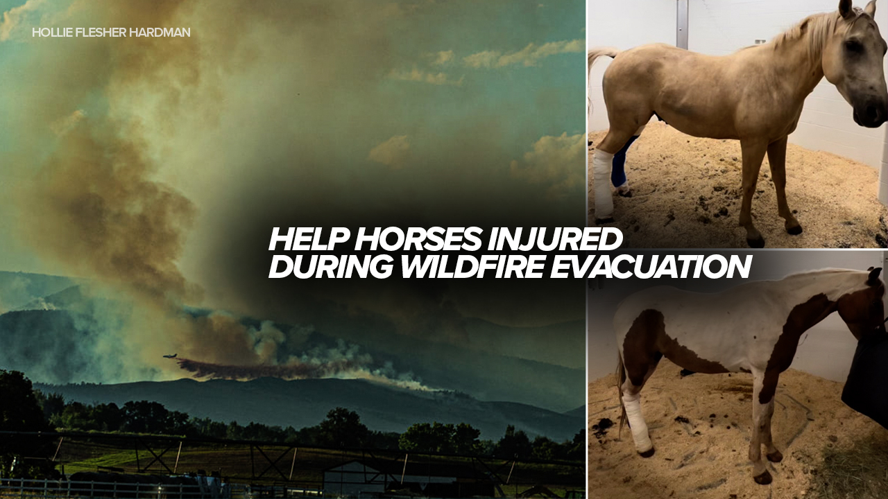 help-injured-horses affected by alexander mountain fire.jpg