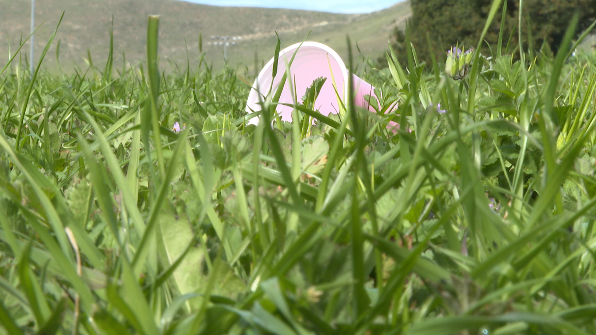 morning on the green.jpg