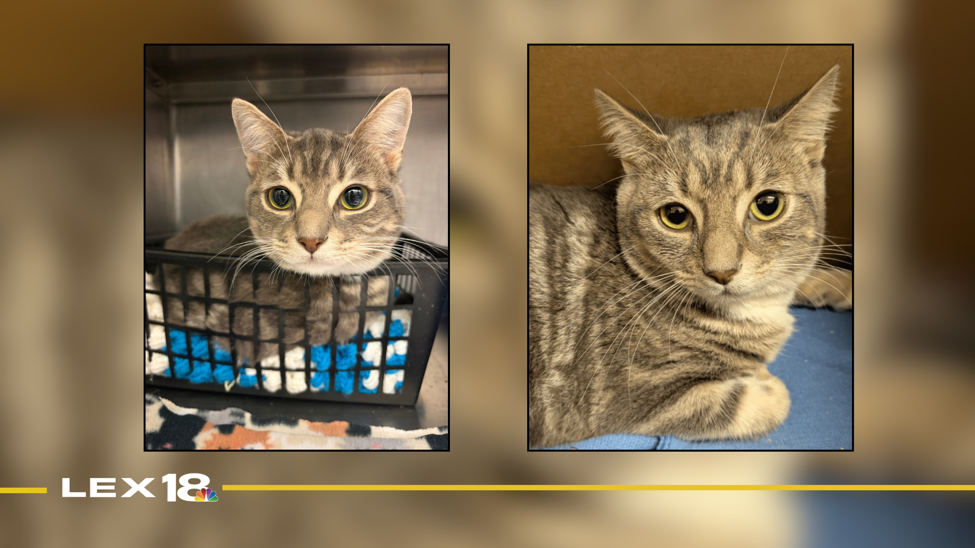 Featured Image Custom Edit (14).png