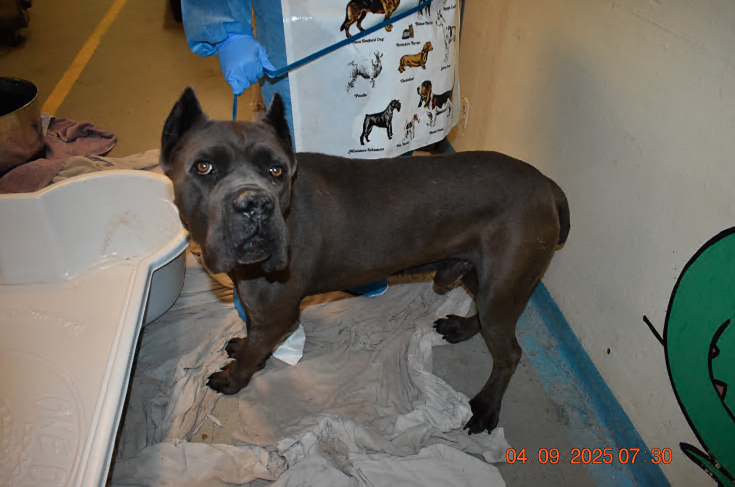Gila Bend animal abuse.png