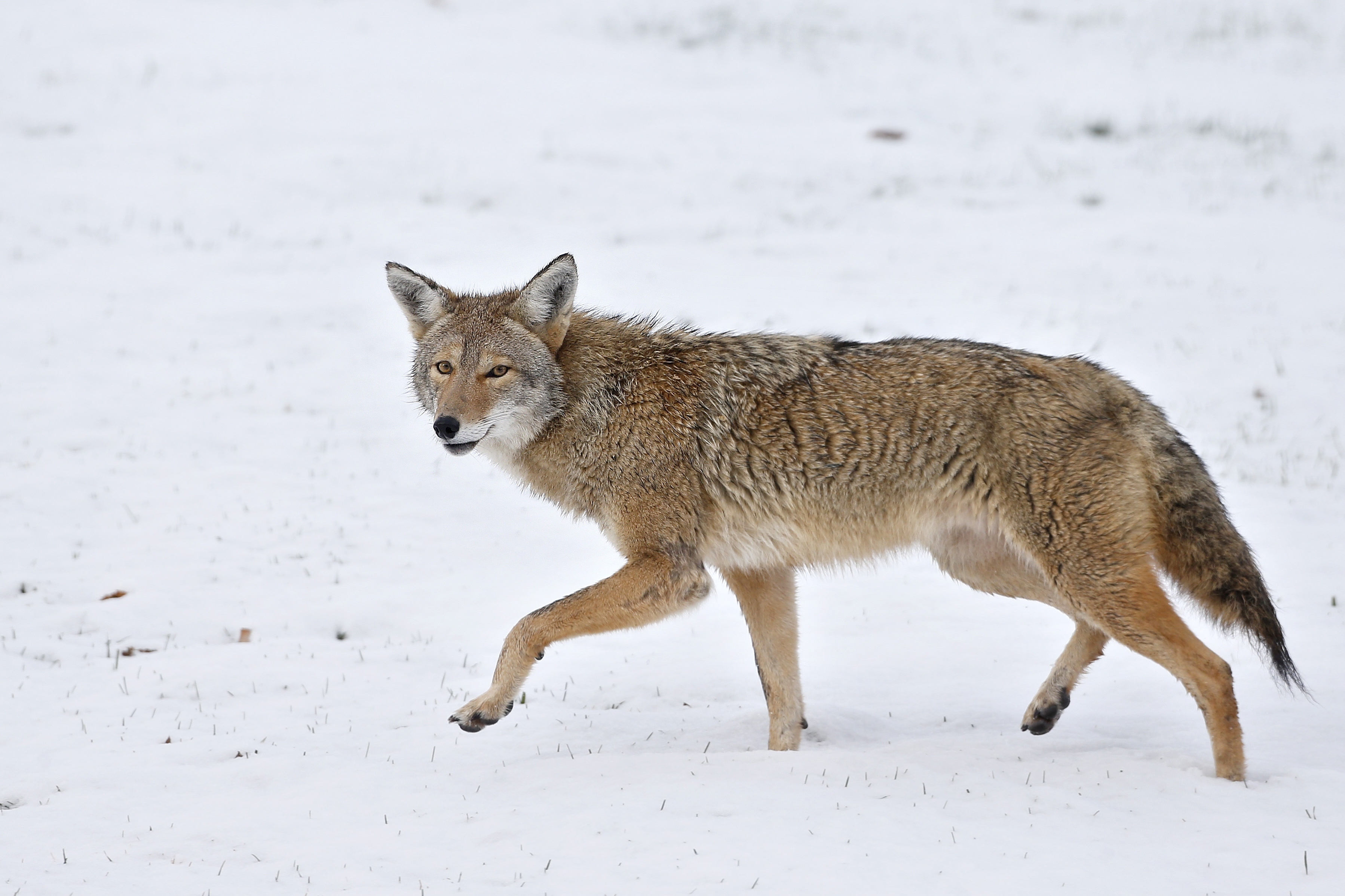 Coyote