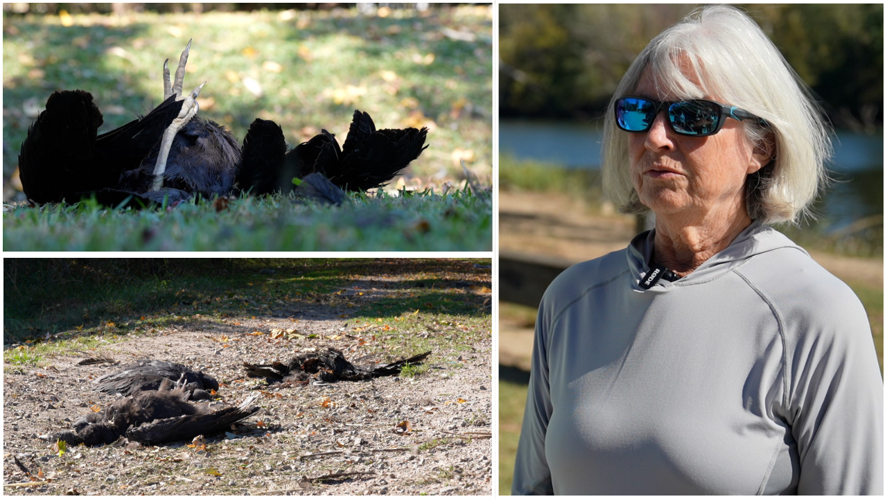 Vultures Scott THUMB .png