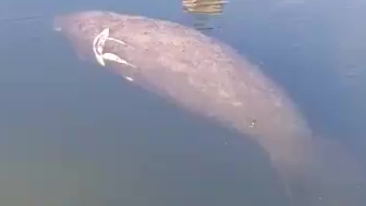 WPTV-BOYNTON-BEACH-INJURED-MANATEE.jpg