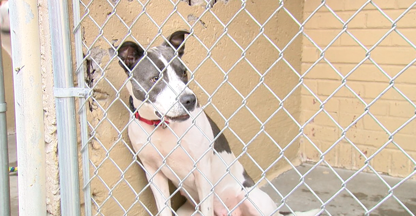 Dog Adoptions.png