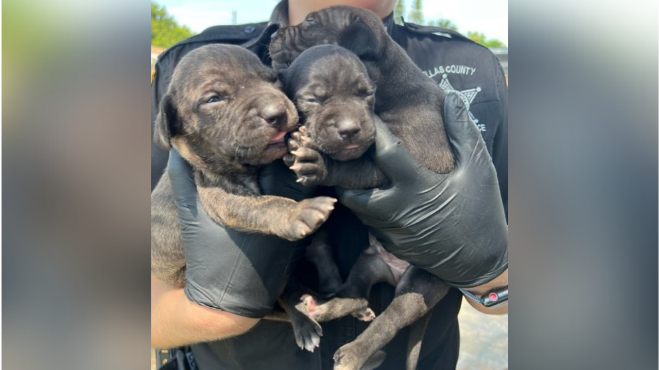 Largo puppies found Pinellas SO.png