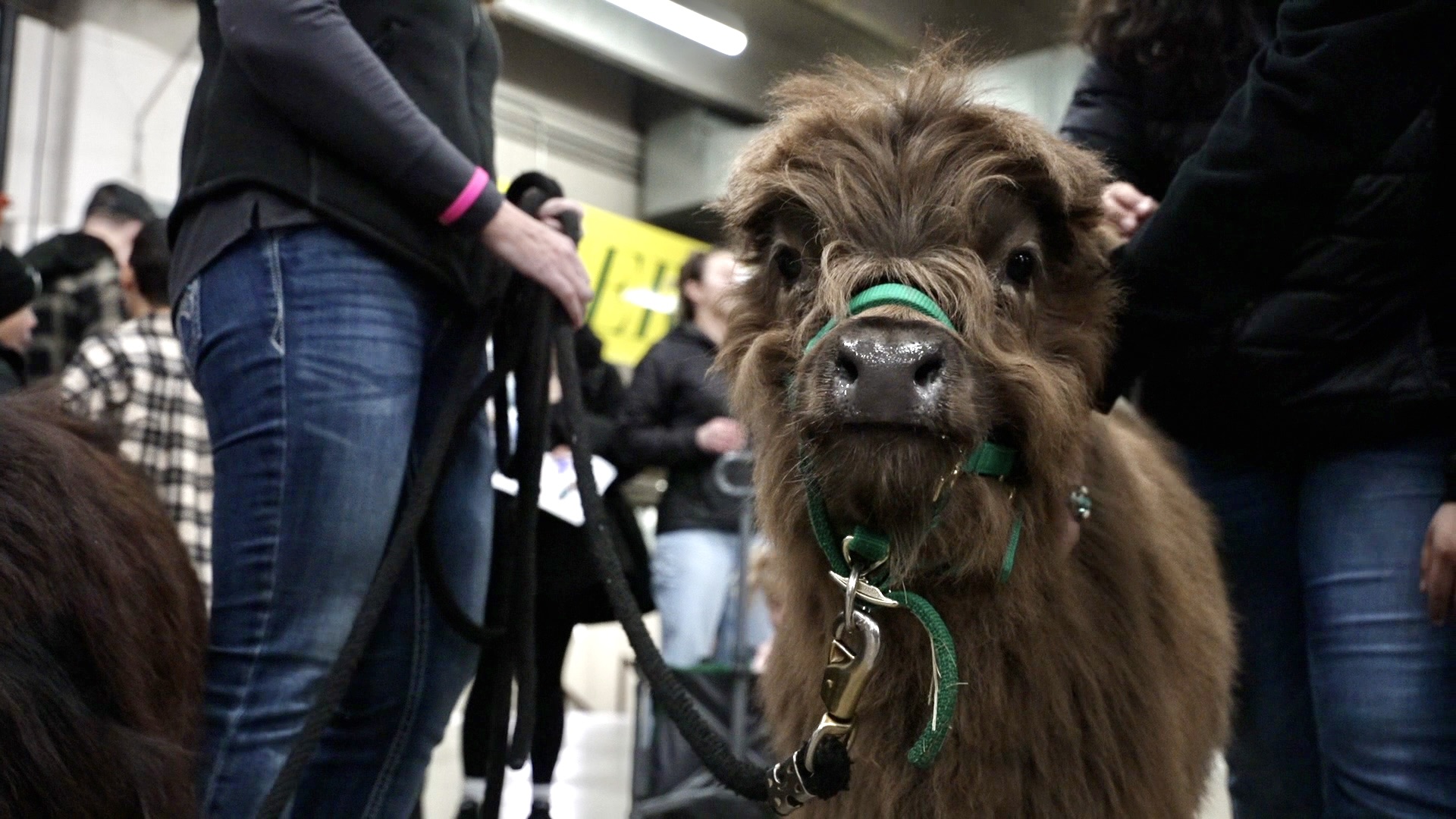 minitaure scottish highland cattle.jpg