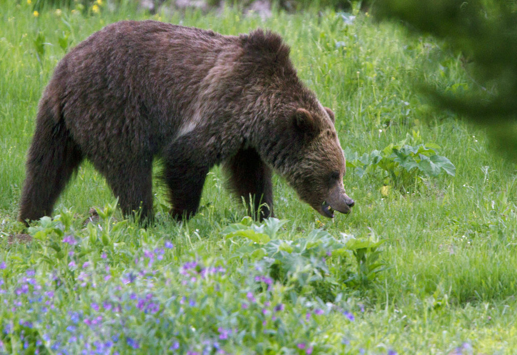 Yellowstone Grizzly Bears