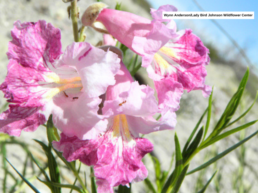desert_willow_photo_wynn_anderson.png