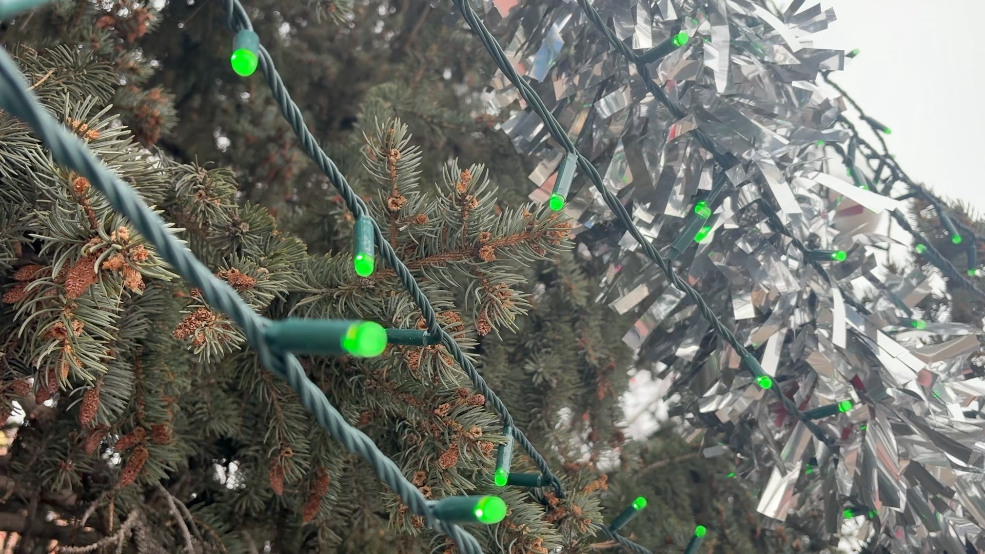 City of Nampa Christmas tree lights