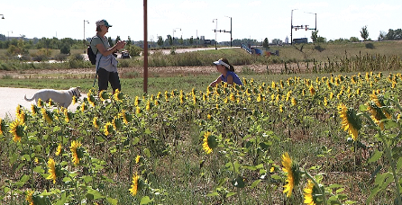 sunflowers in brighton.png