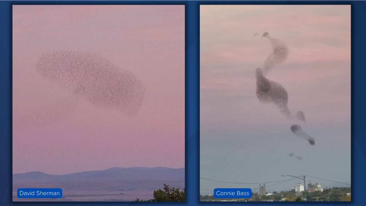 Watch: 'Murmuration' of birds over Great Falls