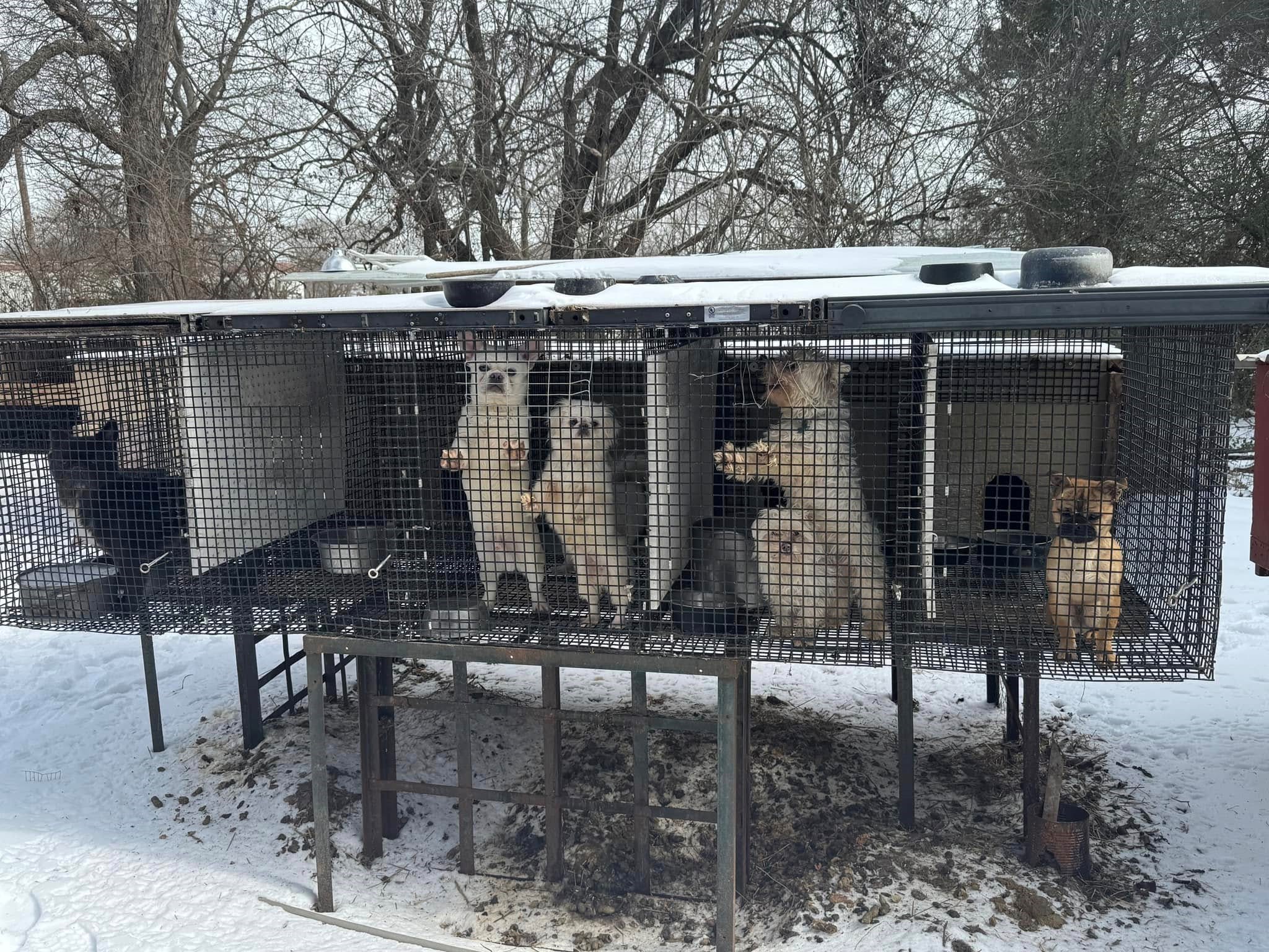 TCSO Animal Cruelty Case 2-21.jpg