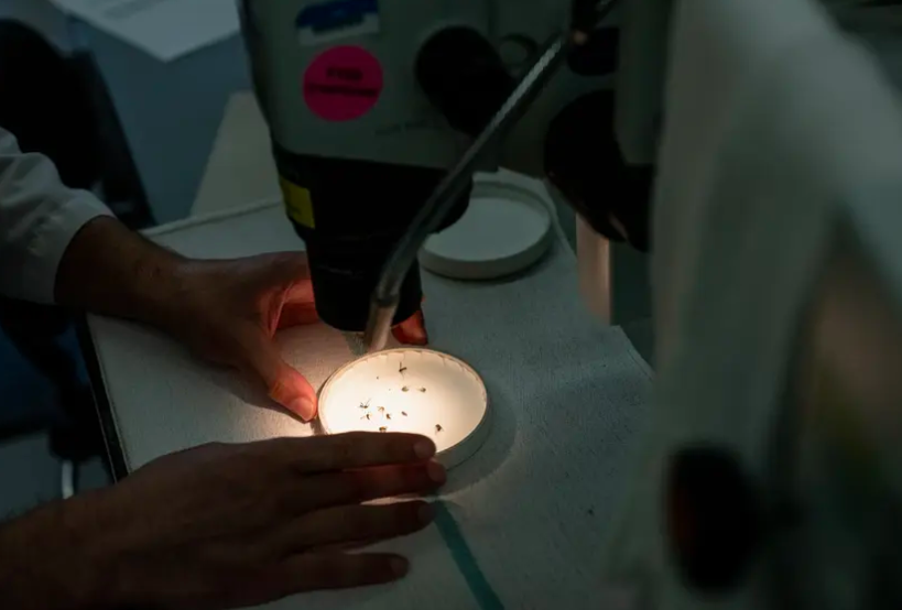 Texas Department of State Health Services Laboratory staff members test mosquitoes for the West Nile virus, among other diseases, on May 1, 2025.
