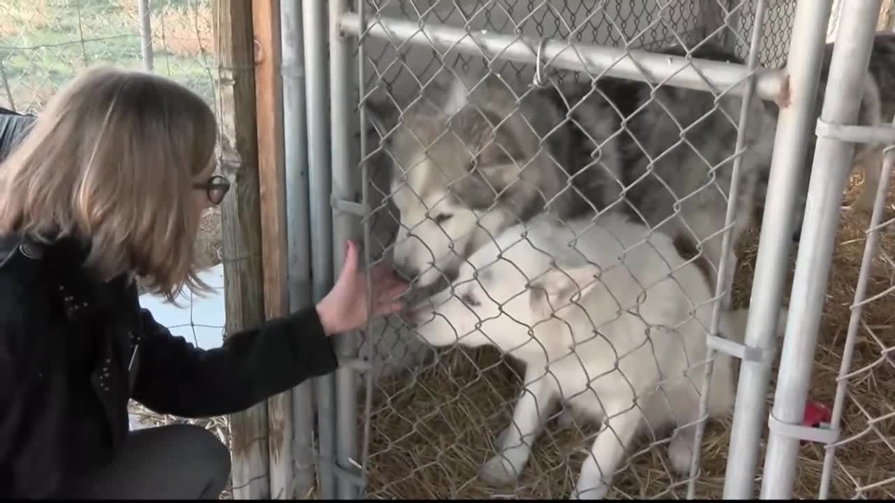 bitterroot animal shelter