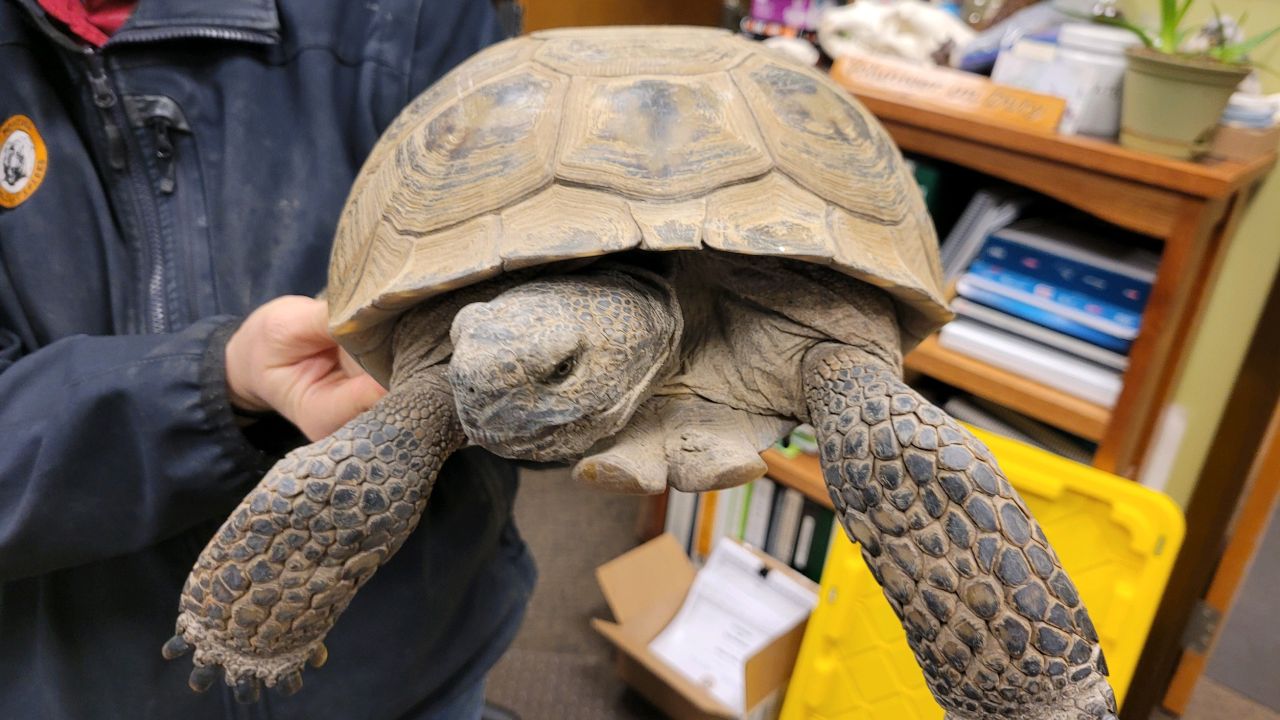 gopher tortoise