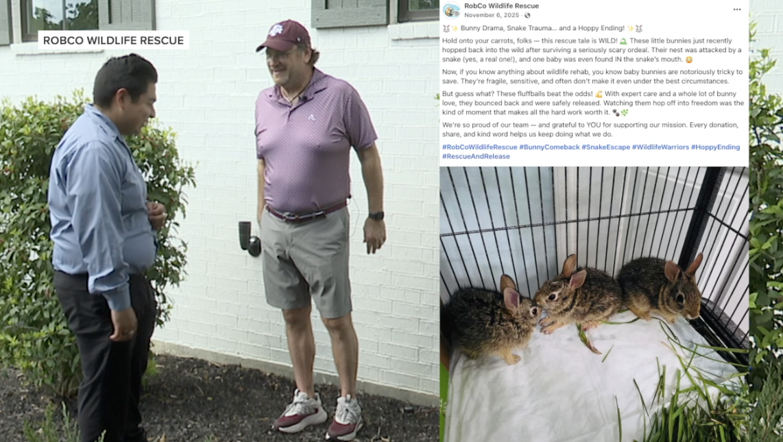 RobCo Wildlife Rescue gives injured backyard bunnies a second chance