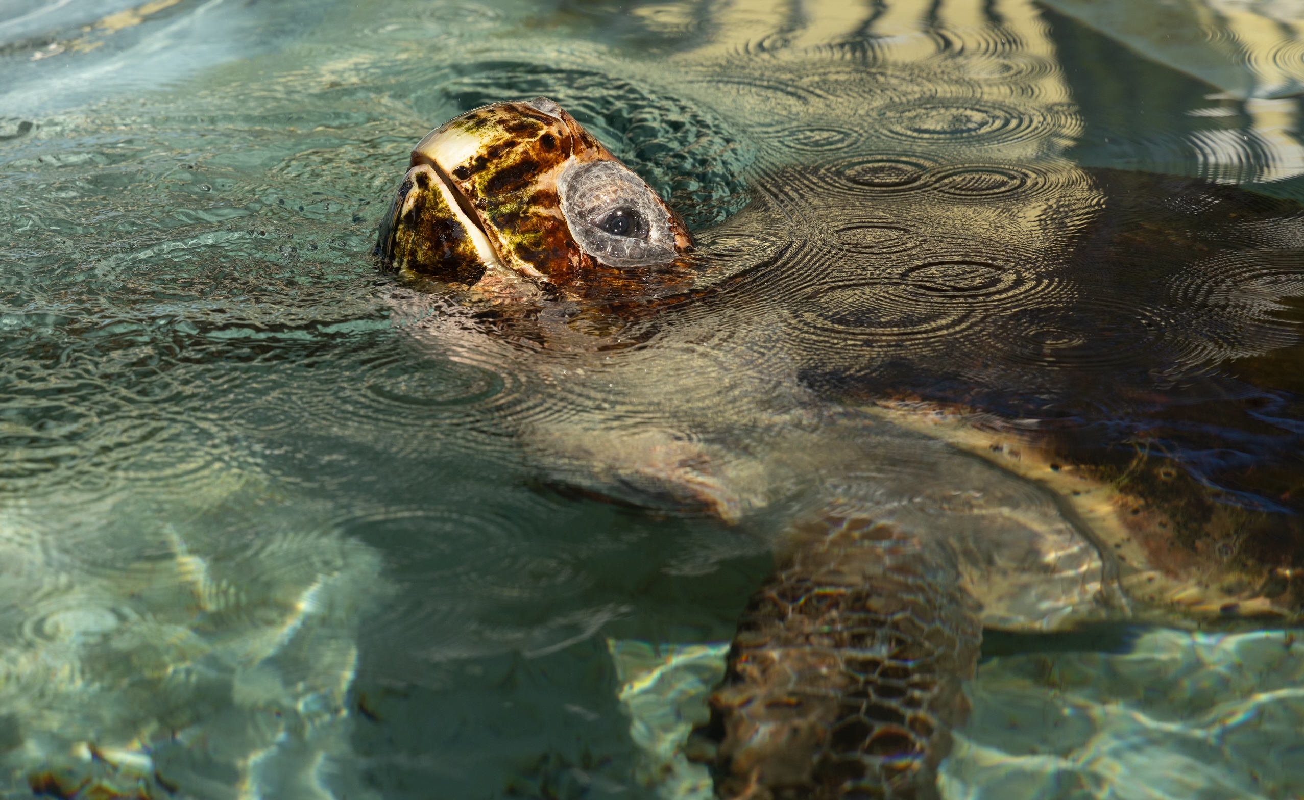 Loggerhead turtle 
