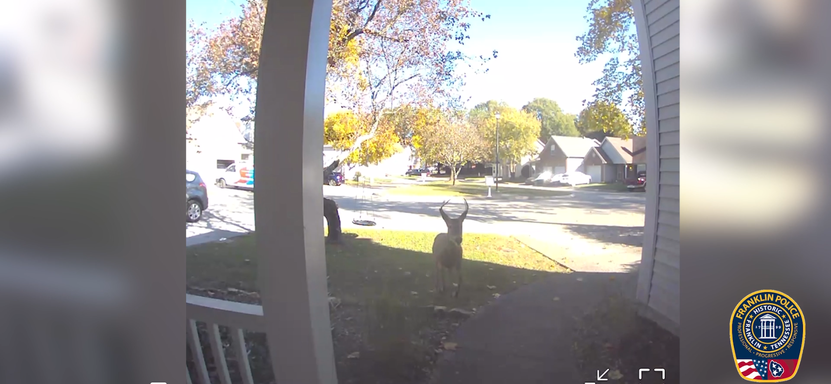 Buck in Franklin.png