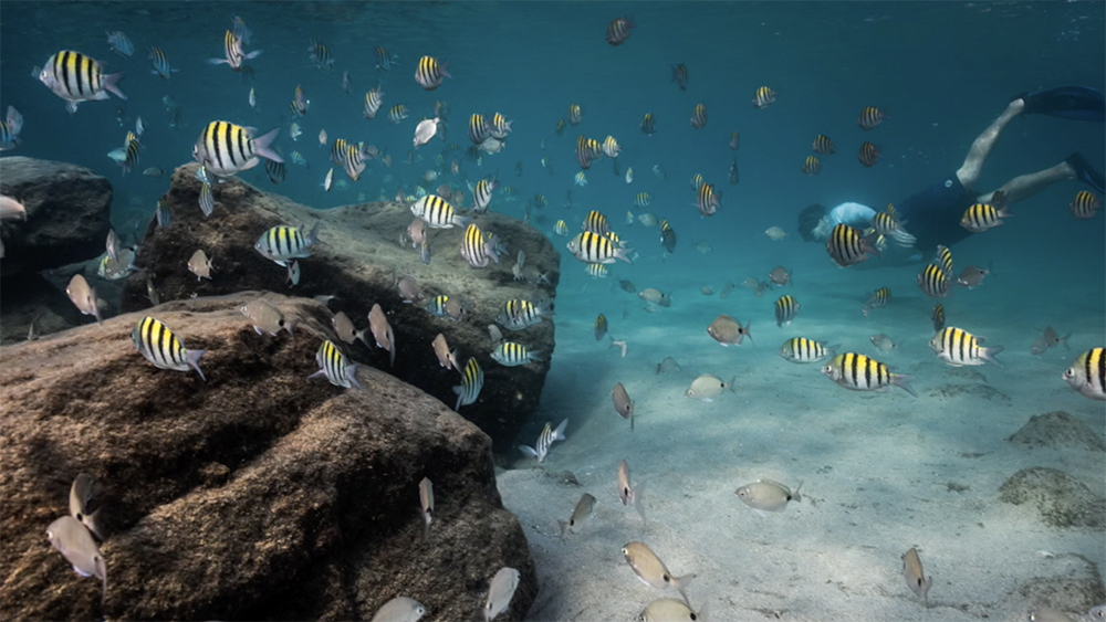 WPTV-ARITIFICIAL-REEFS.jpg