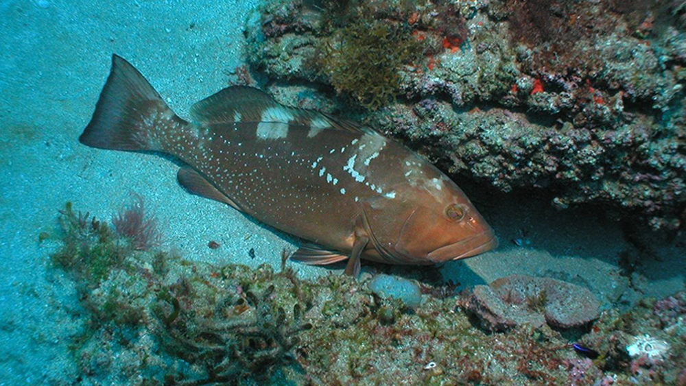 wptv-red-grouper.jpg