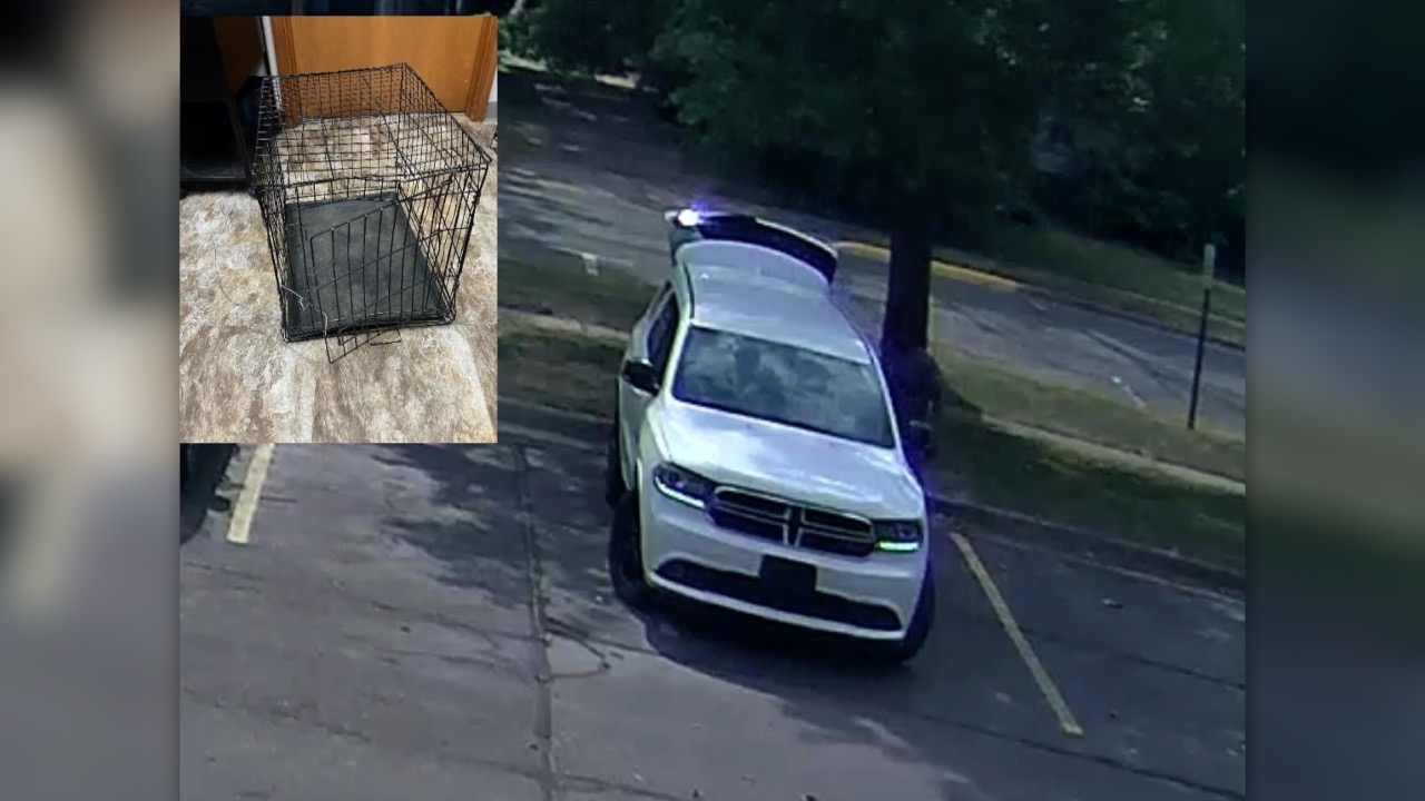 Abandoned dog.jpg