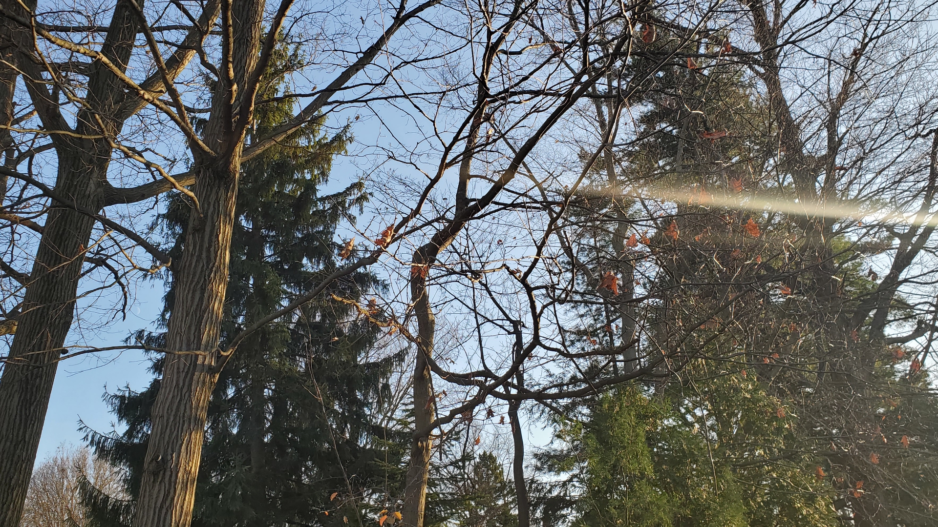 Spring Sun.jpg