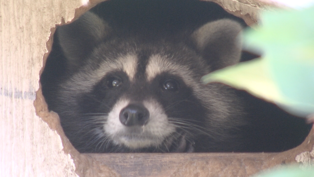 Raccoon