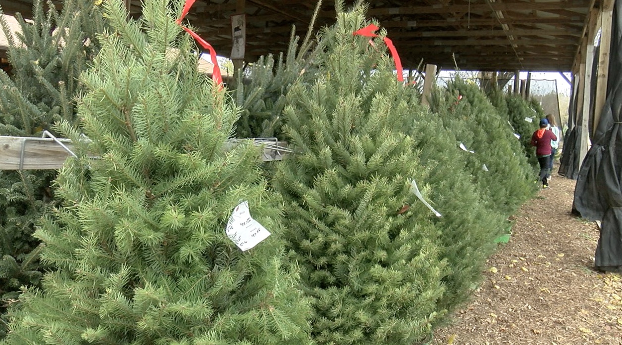 Christmas Tree Shortage North Carolina 2022 Owasso Christmas Tree Farm Keeping Supply Steady Amid Nationwide Shortage