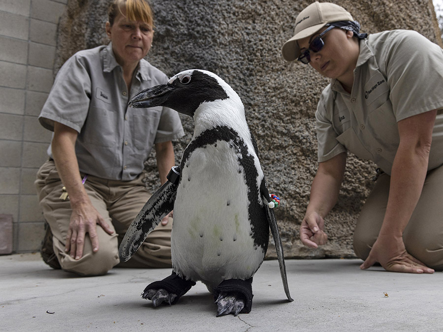 Penguin-Orthopedic Footwear san diego zoo