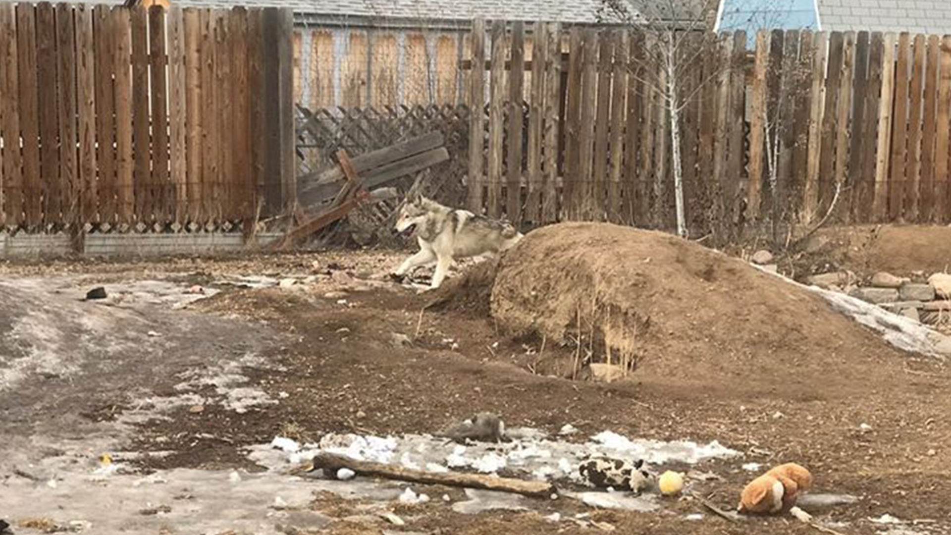 wolf dog Weld County