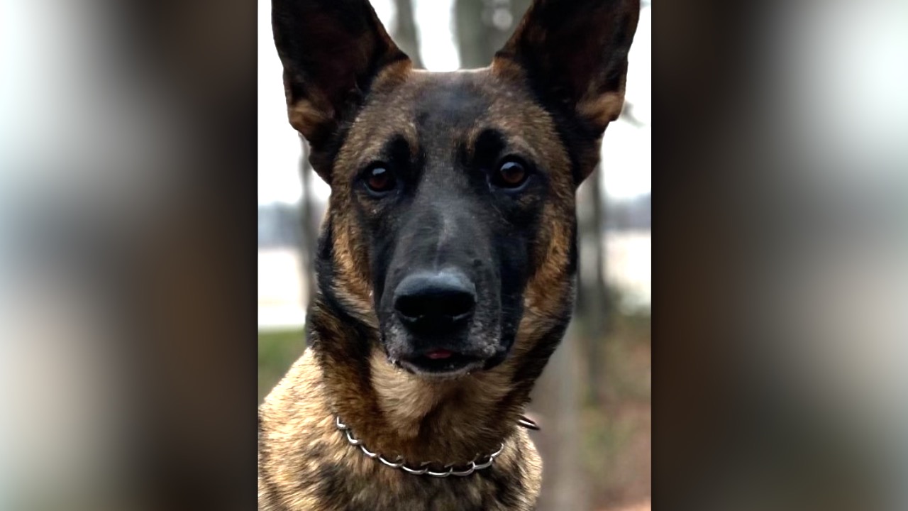 K9 Dozer.jpg
