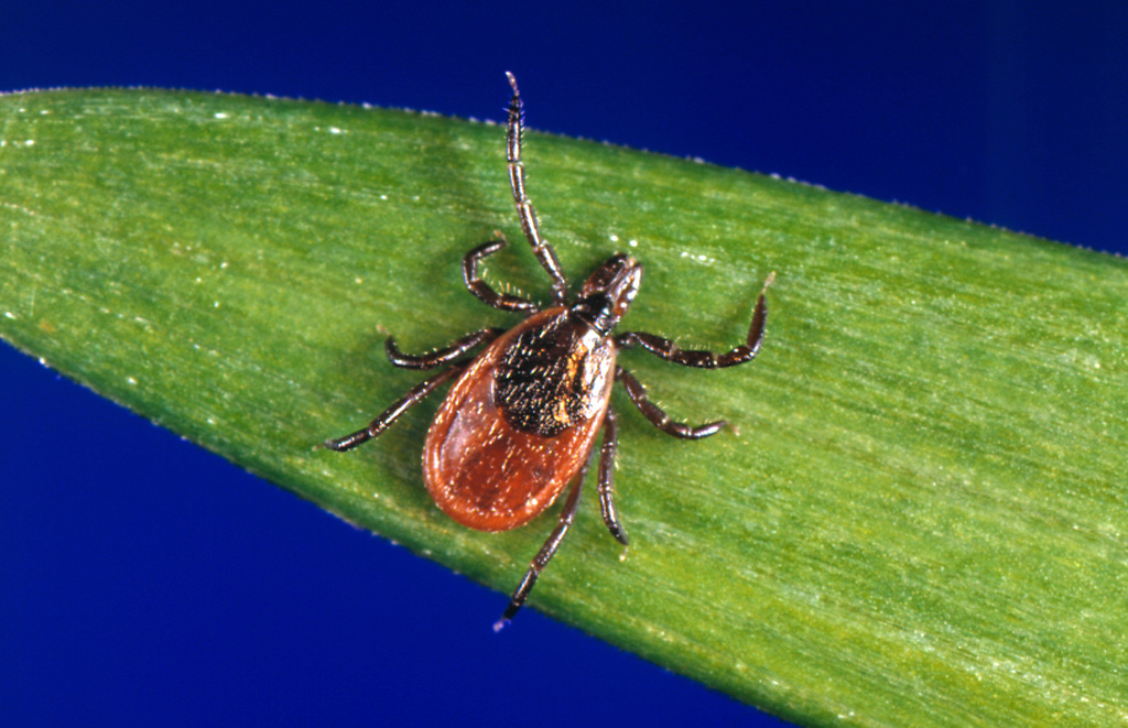 FILE - This undated photo provided by the U.S. Centers for Disease Control and Prevention shows a blacklegged tick, also known as a deer tick. 