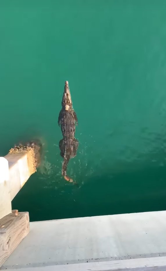 crocodile swimming under Pompano Beach pier, Sept. 18, 2023