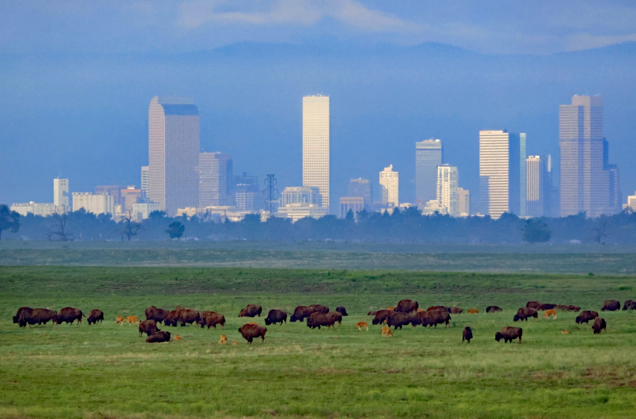 rocky mountain arsenal.jpg