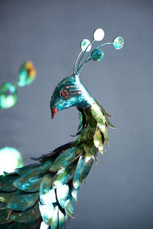 The Peacock