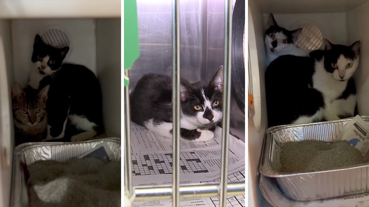25 cats rescued from side of I-75 in Hillsborough County