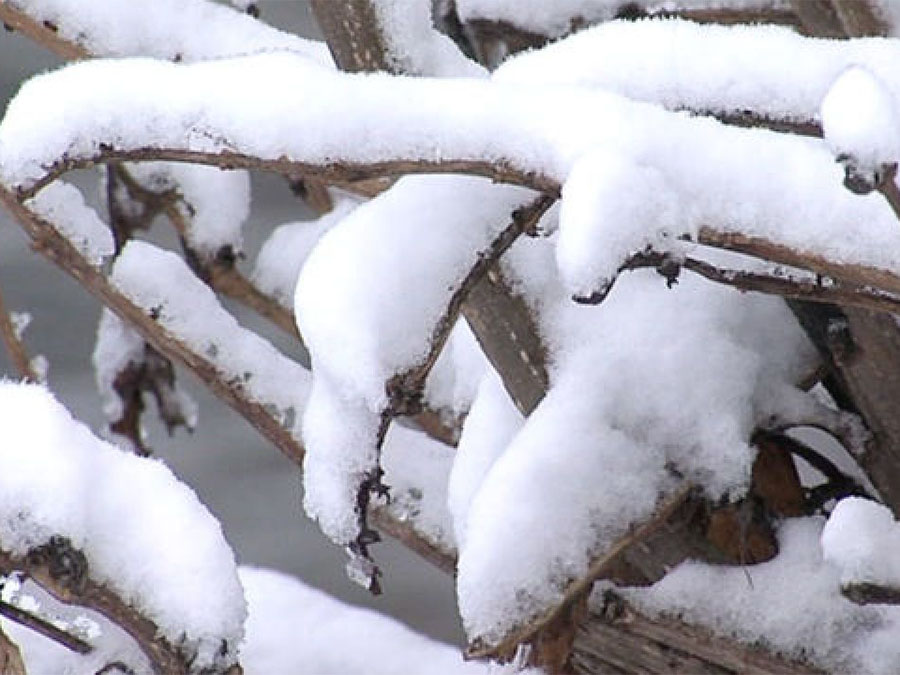 snow_tree.jpg