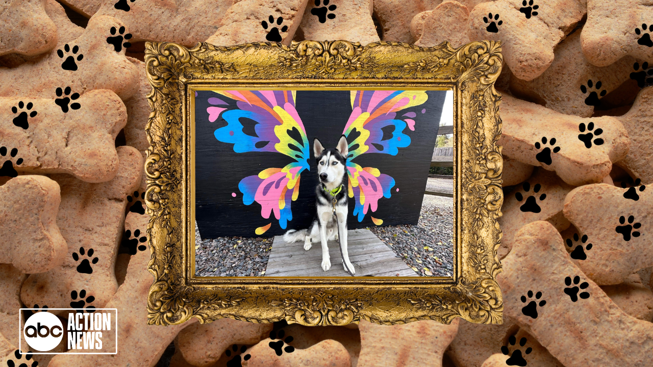 Rescues in Action: Leo