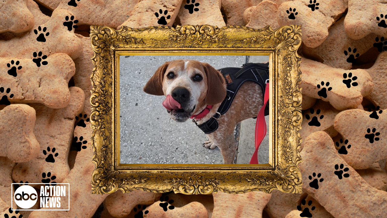 Rescues in Action: Lucille