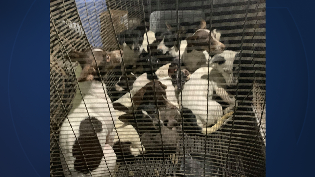 26 dogs and puppies were found in a small wire crate in Indian River County on April 9, 2021 (2).jpg