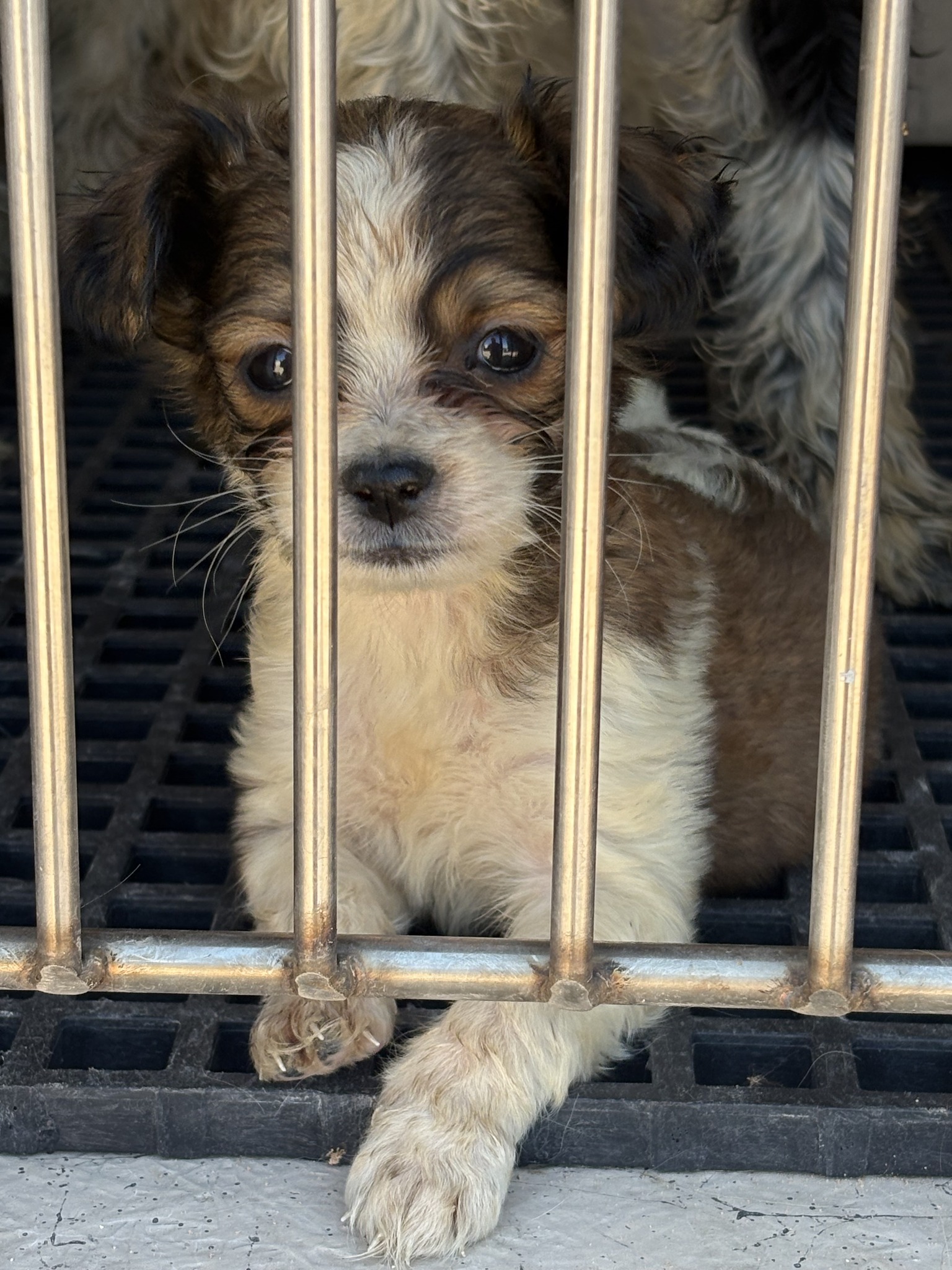 Dogs rescued by Mesquite Police Department