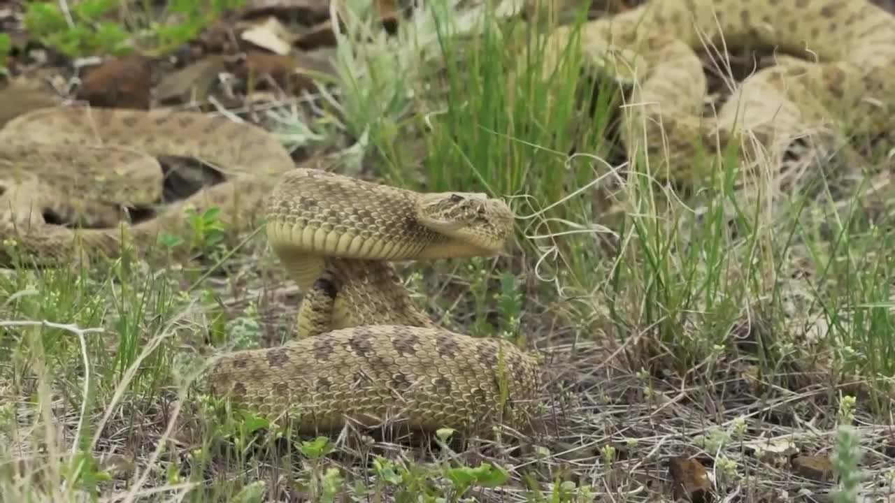 Rattlesnake