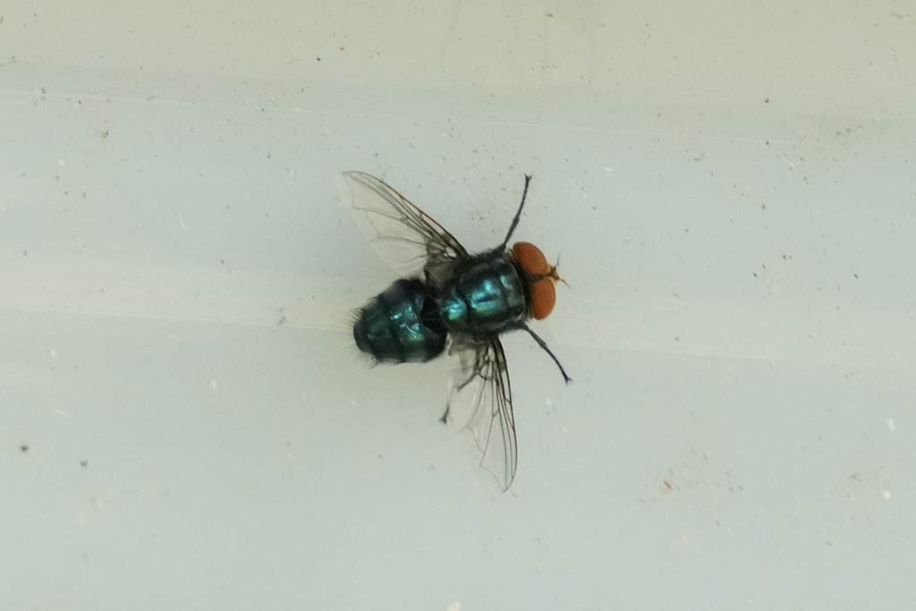 A sterilized screwworm fly during release as part of the Mexican government's fight to stop the spread of the New World Screwworm that poses a threat to livestock and led the U.S. to stop livestock imports from Mexico, in Metapa de Domínguez, Mexico, Friday, Oct. 17, 2025. 
