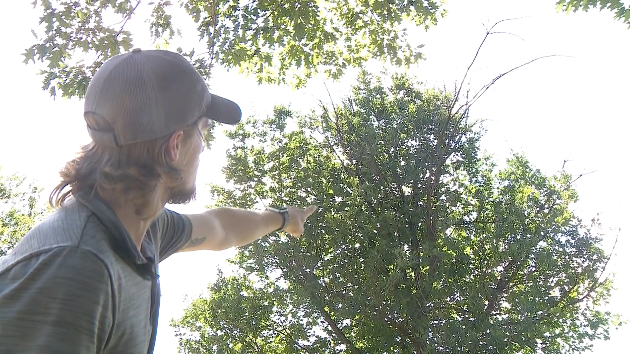 Trees tree service